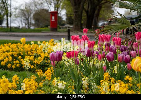 Palmeria Square, Hove, East Sussex - Spring Tulips-Tulipa. Stockfoto