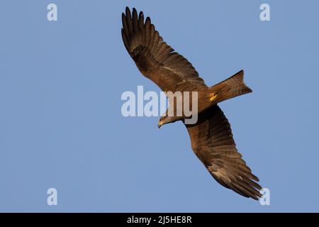 Der schwarze Drachen (Milvus migrans) ist ein mittelgroßer Greifvogel. Stockfoto