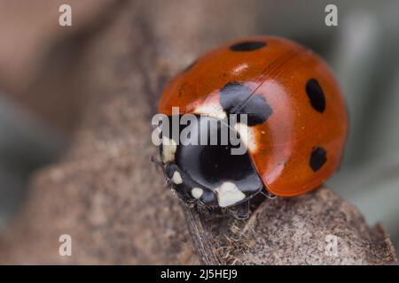 Marienkäfer (Coccinella septempunctata) mit sieben Flecken auf einem getrockneten Blatt in einem Garten in Hertfordshire. Stockfoto