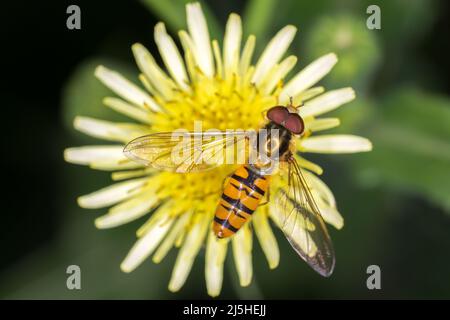 Überkopfansicht einer männlichen Marmalade Hoverfly (Episyrphus balteatus), die auf einem zusammengesetzten Blütenkopf nektariert, mit abdominalen Markierungen und Flügelvergiftung. Stockfoto