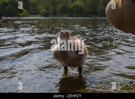 London, England, Großbritannien. 23. April 2022. Ein junger ägyptischer Gänse steht im See im St. James's Park. (Bild: © Vuk Valcic/ZUMA Press Wire) Stockfoto
