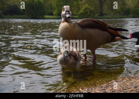 London, England, Großbritannien. 23. April 2022. Ein junger ägyptischer Gänse und Elternteil im St. James's Park. (Bild: © Vuk Valcic/ZUMA Press Wire) Stockfoto