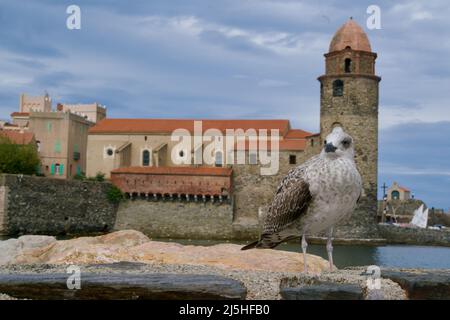 Möwe auf einer Mauer vor der Kirche von Collioure Stockfoto