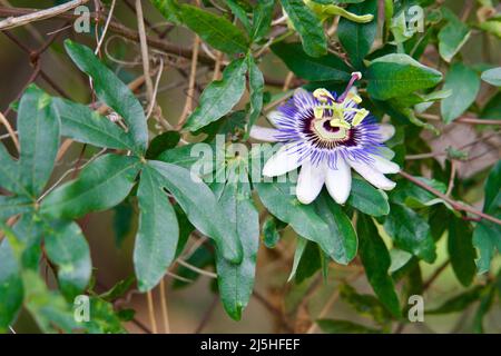 Nahaufnahme einer Passionsblumenblüte Stockfoto