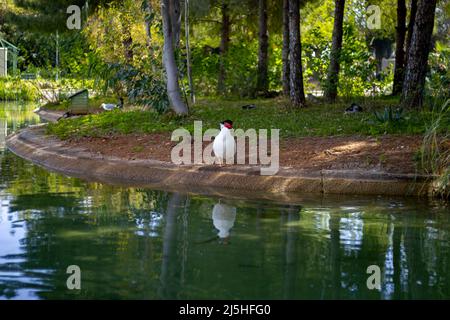 Weiße Ente, die in den Naturpark blickt Stockfoto