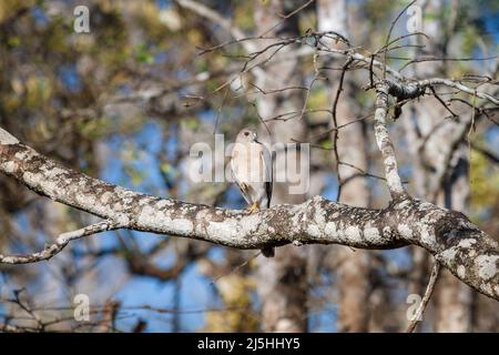 Shikra (auch bekannt als Little Banded Goshawk), getarnt in seiner natürlichen Umgebung im Nagarhole Forest Reserve, Karnataka, Indien Stockfoto