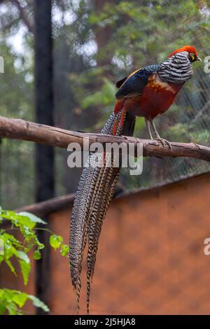Lady Amherst's phasant (Chrysolophus amherstiae) heimischer Vogel im Südwesten Chinas und Myanmar Stockfoto