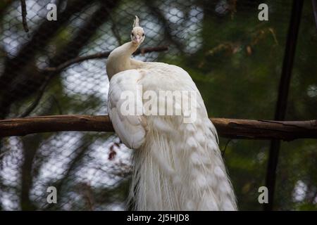 Ein leukistischer indischer Pfau (Weißer Pfau). Albino White Peafowl Stockfoto