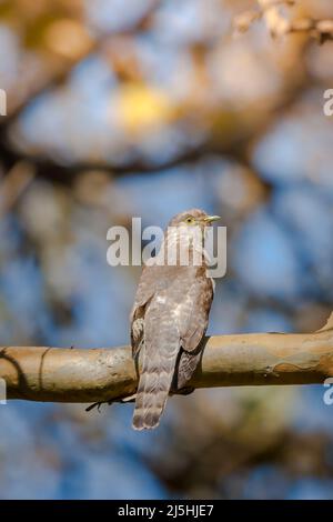 Gemeiner Hawk-Cuckoo (Hierococcyx varius) im Wald, bekannt als BrainFever Vogel, ein Brutparasit, der einem Falken im Nagarhole National Park ähnelt Stockfoto