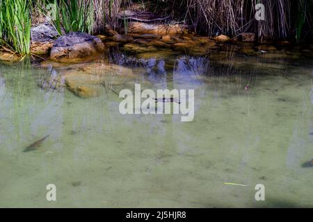 Süßwasserschildkröten und Fische schwimmen im sauberen See Stockfoto