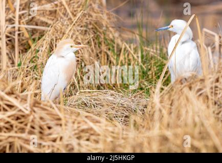 Ein Rinderreiher sitzt im frühen Frühling in einem Lebensraum voller getrockneter Cattails. Ein Schneegreiher ist im Hintergrund sanft sichtbar. Stockfoto