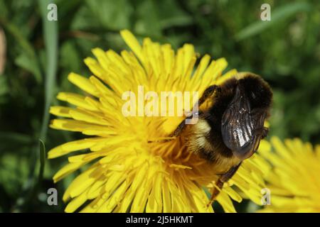 Hummel und Insekt auf einer Acker-Gänseblümchen Stockfoto