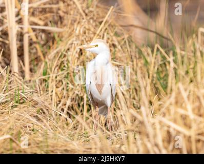 Eine Nahaufnahme eines Rinderreihers mit langen bufffarbenen Brustfedern, die in einer getrockneten Cattails-Umgebung zur Seite schauen. Stockfoto