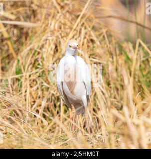 Nahaufnahme eines Rinderreihers mit einem spitzen Schnabel, leuchtend gelben Augen und bunten Brustfedern, die gerade nach vorne schauen, von einem hohen Hügel aus trockenen Cattails. Stockfoto