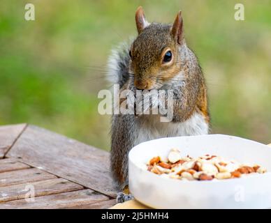 Graue Eichhörnchen essen Vogelfutter auf einem Tisch. Stockfoto