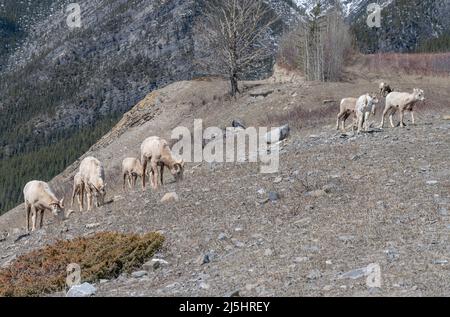 Eine Herde von Dickhornschafen ((Ovis canadensis), die auf einer alpinen Wiese in der Nähe von Exshaw, Alberta, Kanada, grasen Stockfoto