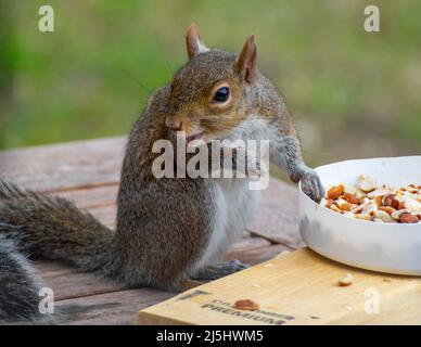 Graue Eichhörnchen essen Vogelfutter auf einem Baumstamm. Stockfoto