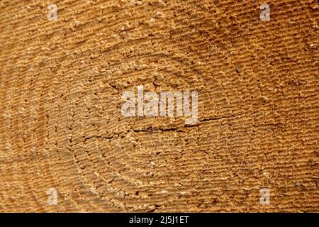 Nahaufnahme der Sägemarken einer frisch geschnittenen Kiefer am 20. 2022. Februar Stockfoto