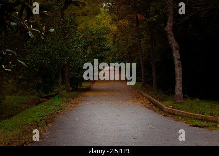 Straße im Wald. Herbst- oder Herbstsaison in einem Wald. Nirgendwo hin gehen oder das Konzept der Unklarheit. Stockfoto