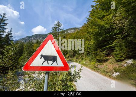 Bild eines europäischen Verkehrszeichens, das auf das Vorhandensein von Vieh Xing mit seiner unverwechselbaren Kuh hinweist, das als Warnung auf Landstraßen verwendet wird. Stockfoto