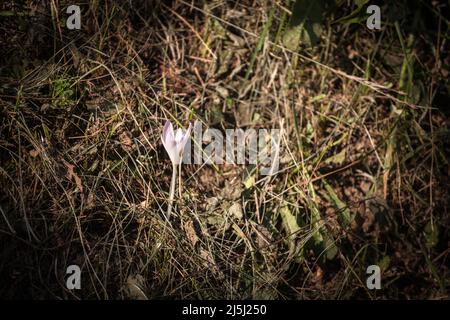 Bild einer Makroaufnahme eines wilden Krokus, eines Krokus heuffelianus, einer Wildblume, eines wilden Krokus, der im Herbst in slowenien im Wald wächst. Stockfoto
