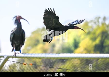 21. April 2022, Baden-Württemberg, Überlingen: Ein Waldrapp sitzt auf einer Voliere, ein anderer fliegt zu einer Brutmauer, wo sie ihre Nester zur Zucht bauen. Erst kürzlich sind die Waldraps von ihrem Überwinterungsgebiet in Italien an den Bodensee zurückgekehrt. Foto: Felix Kästle/dpa Stockfoto