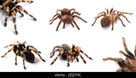 Set von Tarantula Spinnen isoliert auf weiß Stockfoto