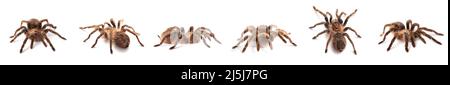 Set von Tarantula Spinne isoliert auf weiß Stockfoto