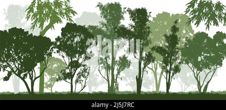 Ein grüner Wald von australischen Kaugummibäumen mit weißem Hintergrund Stock Vektor