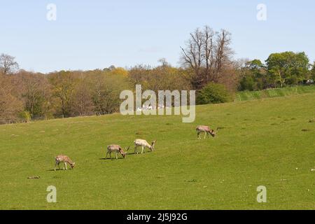 Wildhirsche grasen auf einem Feld in Calke Abbey, Derbyshire, Großbritannien Stockfoto