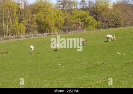 Wildhirsche grasen auf einem Feld in Calke Abbey, Derbyshire, Großbritannien Stockfoto