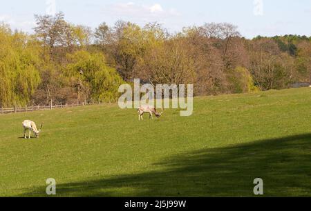 Wildhirsche grasen auf einem Feld in Calke Abbey, Derbyshire, Großbritannien Stockfoto