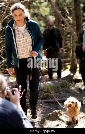 Kronprinzessin Victoria und ihr Hund Rio auf einer Wanderung im Garphyttan-Nationalpark bei Orebro, Schweden, am 22. April 2022. Foto von Stella Pictures/ABACAPRESS.COM Stockfoto