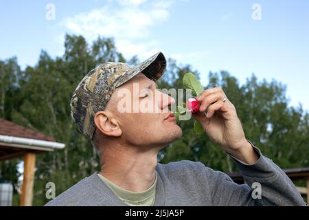 Bauernhand mit frisch geerntetem Rettichgemüse im Garten. Stockfoto