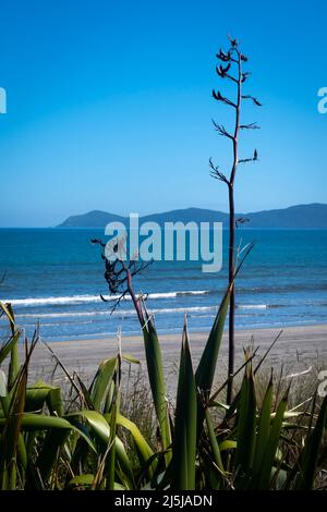 Paekakariki, Kapiti District, North Island, Neuseeland Stockfoto