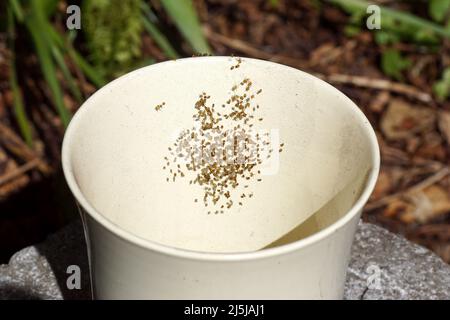 Viele sehr junge Orb-Weberspinnen aus der Spinnenfamilie Araneidae. Die Nymphen hängen in einem Netz in einem weißen Pflanzentopf. Verschwommener Garten im Hintergrund. Stockfoto