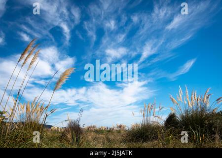 Streifige Wolken über toitoi Gras, Paraparaumu, Kapiti District, North Island, Neuseeland Stockfoto