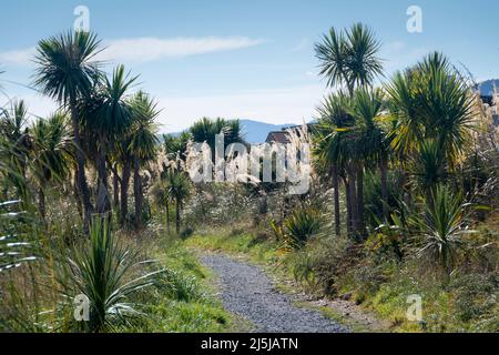 Pfad durch Kohlbäume, Paraparaumu, Kapiti District, Nordinsel, Neuseeland Stockfoto