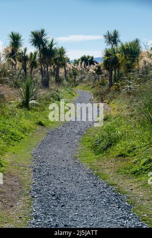 Pfad durch Kohlbäume, Paraparaumu, Kapiti District, Nordinsel, Neuseeland Stockfoto