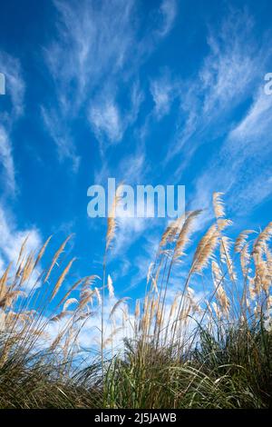 Streifige Wolken über toitoi Gras, Paraparaumu, Kapiti District, North Island, Neuseeland Stockfoto