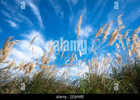 Streifige Wolken über toitoi Gras, Paraparaumu, Kapiti District, North Island, Neuseeland Stockfoto