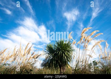 Streifige Wolken über toitoi Gras- und Kohlbäumen, Paraparaumu, Kapiti District, North Island, Neuseeland Stockfoto