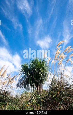 Streifige Wolken über toitoi Gras- und Kohlbäumen, Paraparaumu, Kapiti District, North Island, Neuseeland Stockfoto