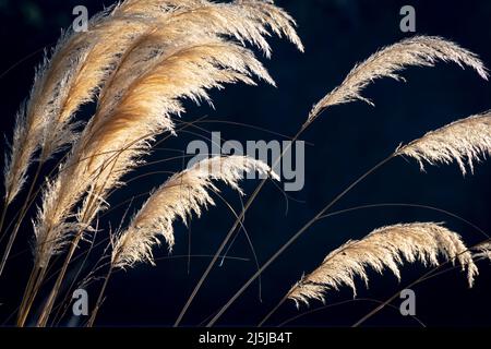 Toetoe-Gras, hintergrundbeleuchtet mit dunklem Hintergrund, St. Arnaud, Südinsel, Neuseeland Stockfoto