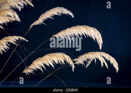 Toetoe-Gras, hintergrundbeleuchtet mit dunklem Hintergrund, St. Arnaud, Südinsel, Neuseeland Stockfoto