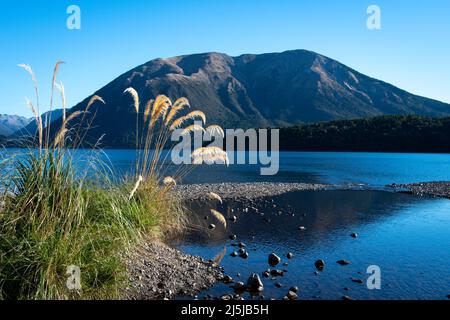 ToiToi Gras wächst am Ufer des Lake Rotoiti, Nelson Lakes National Park, South Island, Neuseeland Stockfoto