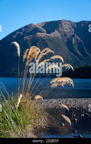 ToiToi Gras wächst am Ufer des Lake Rotoiti, Nelson Lakes National Park, South Island, Neuseeland Stockfoto