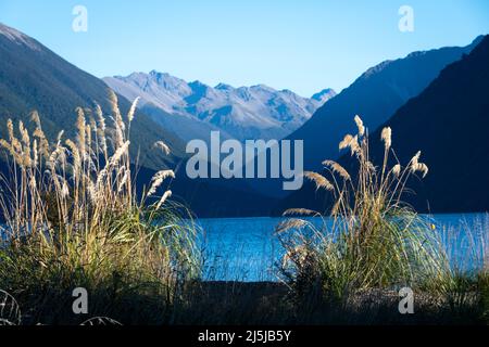 ToiToi Gras wächst am Ufer des Lake Rotoiti, Nelson Lakes National Park, South Island, Neuseeland Stockfoto