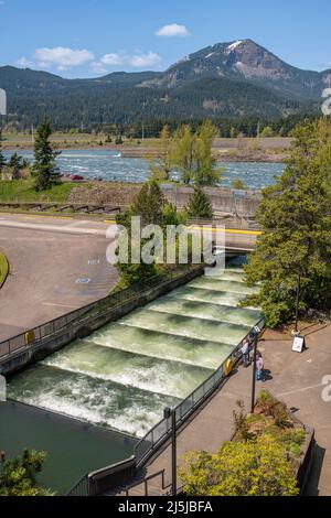 Fischleitern rauschen Wasser und Landschaft Bonneville Dam Oregon State. Stockfoto