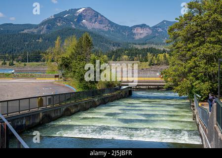 Fischleitern rauschen Wasser und Landschaft Bonneville Dam Oregon State. Stockfoto